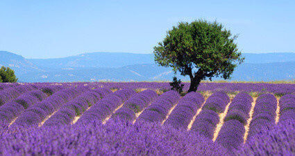 Lavender field. The plateau of Valensole in Provence