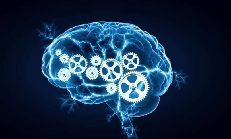 Digital human brain