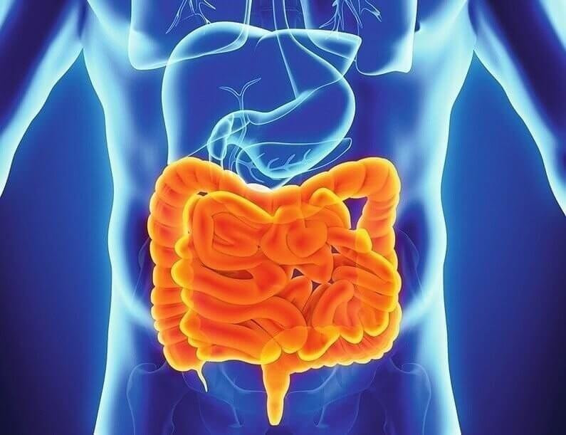 Human Intestine Anatomy