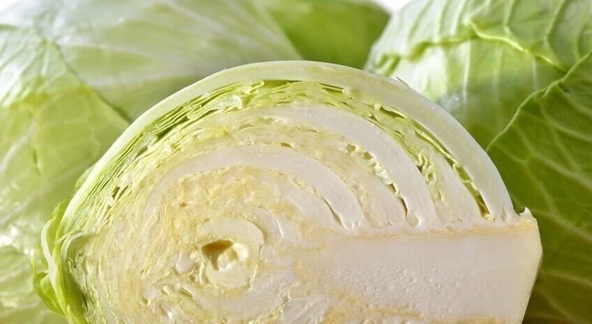 Frisch geerntetes Weikraut vor weissem Hintergrund - German cabbage heads against white background