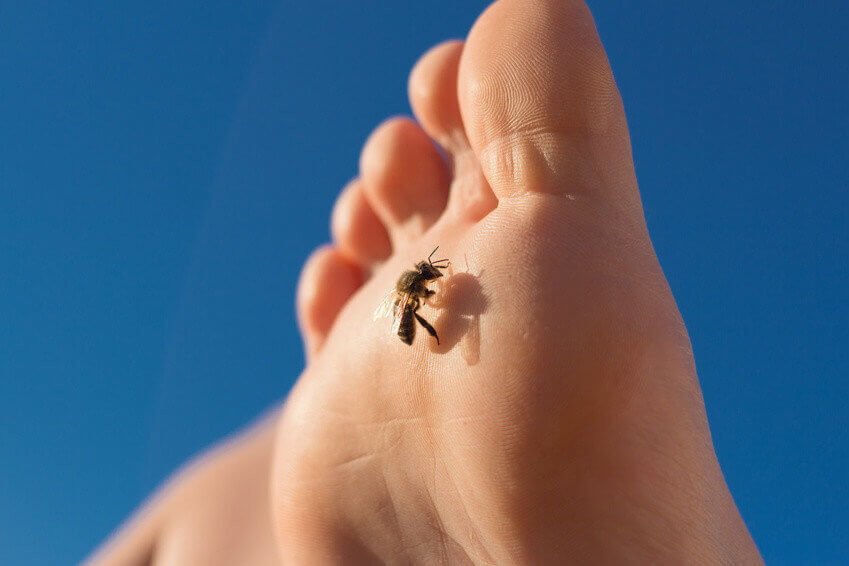 Achtung: Biene auf Fu, Vorsicht vor Stich / Stichen! Bienensterben