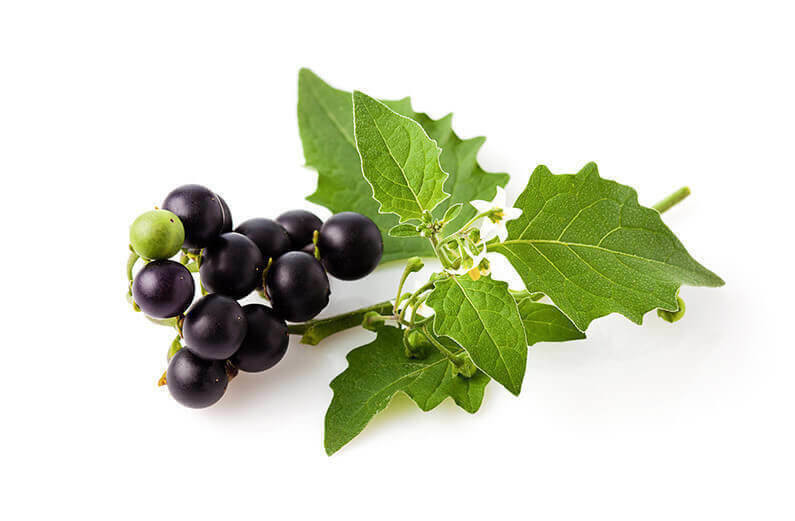 Schwarzer Nachtschatten (Solanum nigrum), Beeren, Blätter, Giftpflanze, Homöopathie;Freisteller