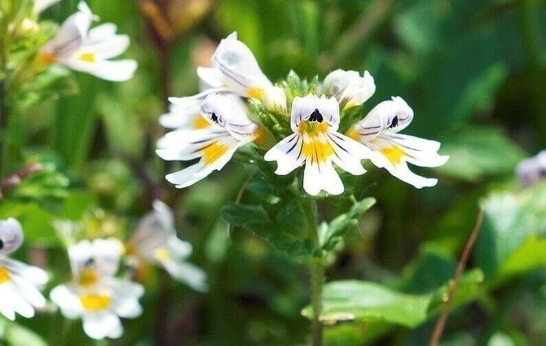 Augentrost; Euphrasia rostkoviana