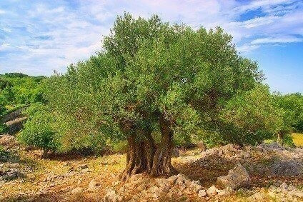olivenbaum klein