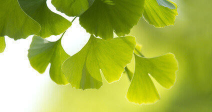 Ginkgo 3 e1409841010970