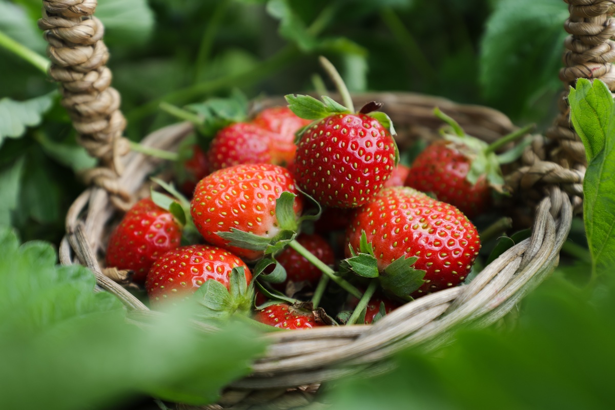 frisch geerntete Erdbeeren im Korb