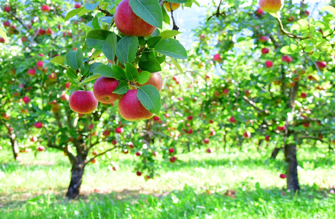 Apfelbäume