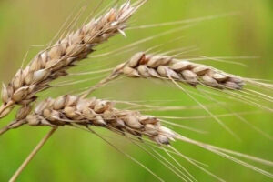 Gluten neu