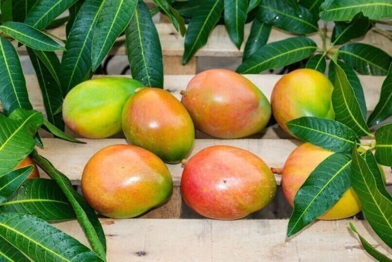 Mango neu