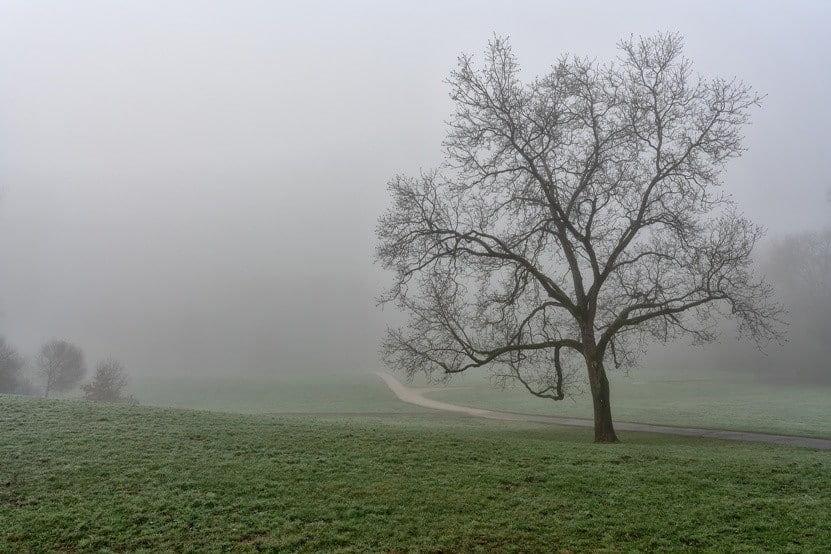 Vit D Nebel Baum Bild AdobeStock Urheber iravi