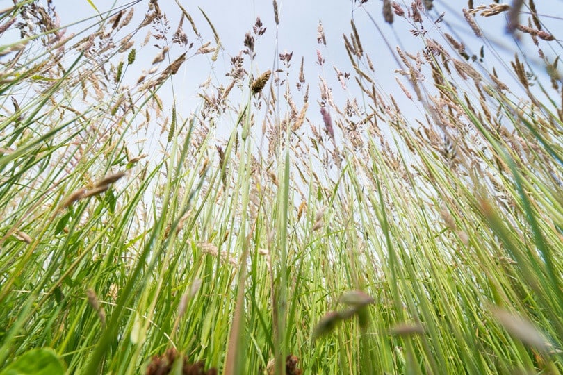 Heuschnupfen Graeser Bild AdobeStock Urheber Oskar