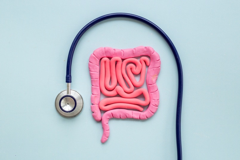Intestines colon organ stomach shape of plasticine. Digestive tract problems colitis or colon cancer