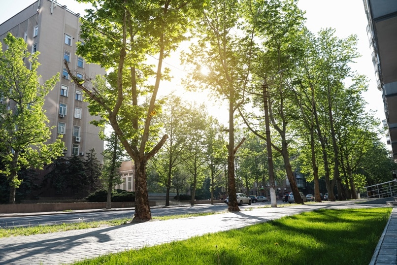 View of alley with green trees in city on spring day